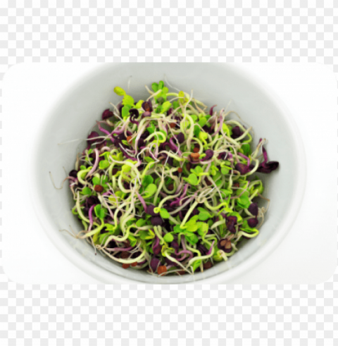 sprouts salad Isolated Artwork on Transparent PNG