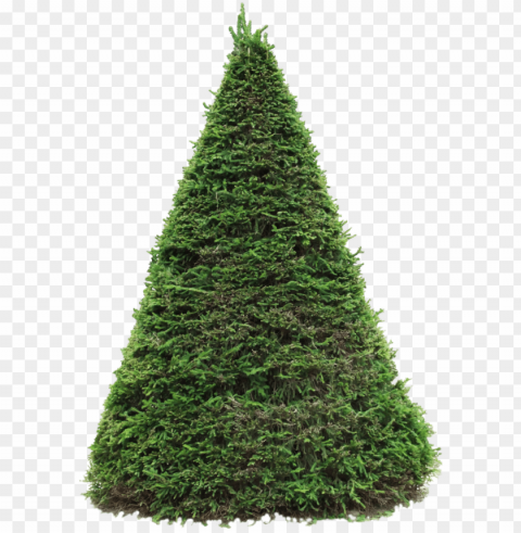 spruce - spruce PNG Isolated Subject on Transparent Background