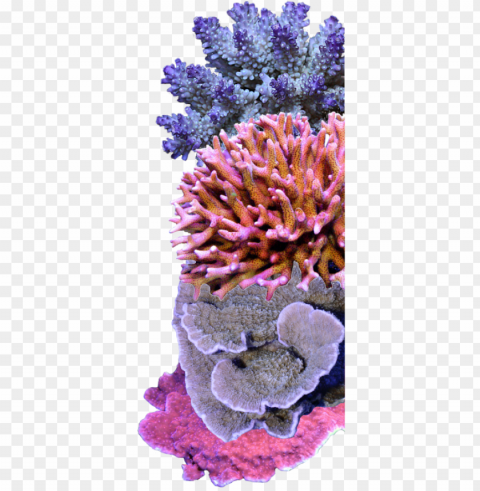 sps coral care - coral Transparent PNG graphics variety