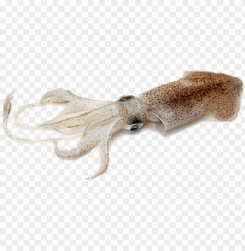 squid PNG for educational use