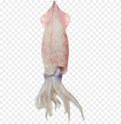 squid free image - octopus High-resolution PNG
