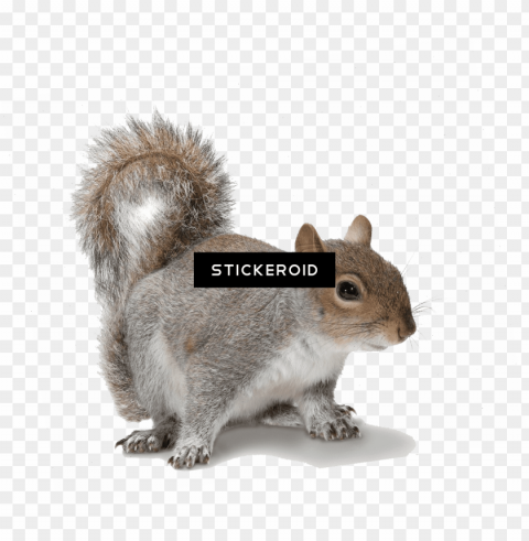 squirrel - grey squirrel white background Free download PNG images with alpha channel diversity