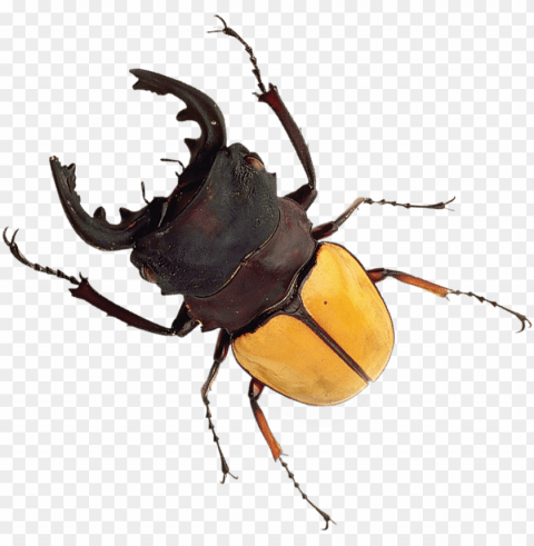 stag-beetle - stag horn beetle High-resolution transparent PNG images comprehensive assortment
