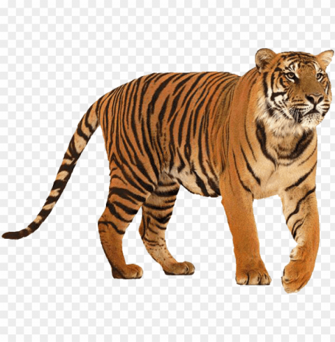 standing tiger download image - tiger and lion compariso Isolated Object on Clear Background PNG