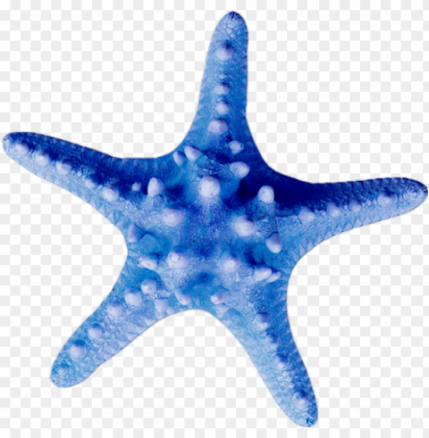 starfish Free PNG images with transparent background