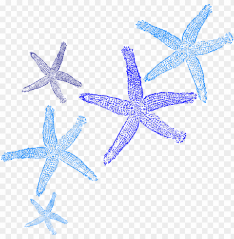 starfish clipart border Clear PNG file