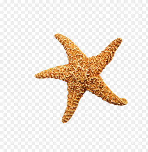 starfish dried - advances in natural products discovery Transparent PNG Image Isolation