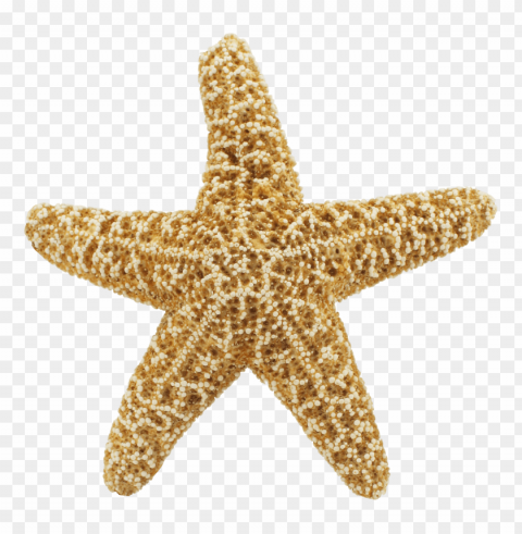 starfish Transparent Background Isolated PNG Design
