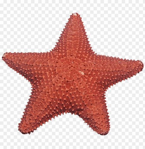 starfish Transparent Background Isolated PNG Design Element