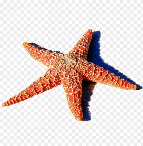 starfish Transparent Background Isolated PNG Figure PNG transparent with Clear Background ID 2bd917a2