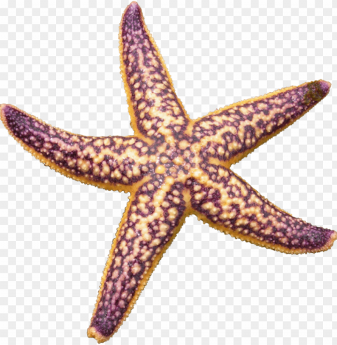 starfish Transparent Background Isolated PNG Icon