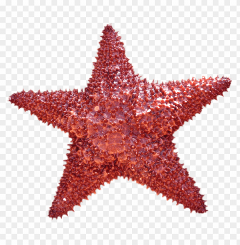 starfish Transparent Background Isolated PNG Illustration
