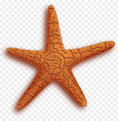 starfish Transparent Background Isolated PNG Item