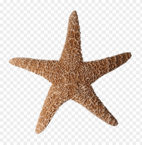 starfish Transparent Background Isolation in HighQuality PNG