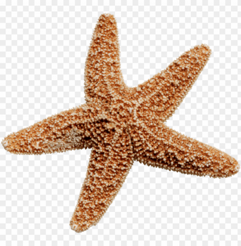 starfish Transparent Background Isolation in PNG Format