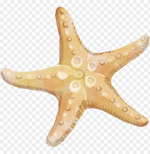 starfish Transparent Background Isolation in PNG Image