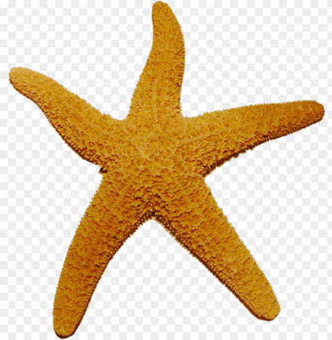 starfish Transparent background PNG artworks