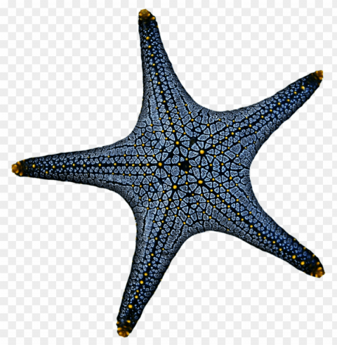 starfish Transparent background PNG clipart