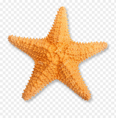 starfish Transparent background PNG gallery