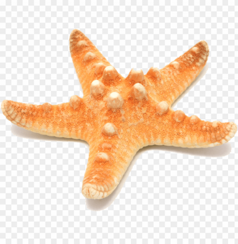 starfish Transparent background PNG images comprehensive collection