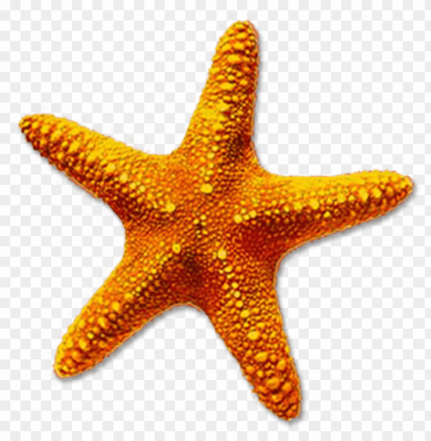 starfish Transparent background PNG images selection