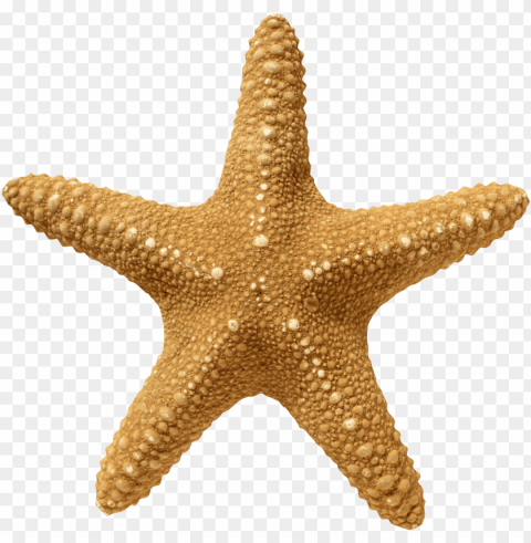 starfish Transparent Background PNG Isolated Art PNG transparent with Clear Background ID c51c520a