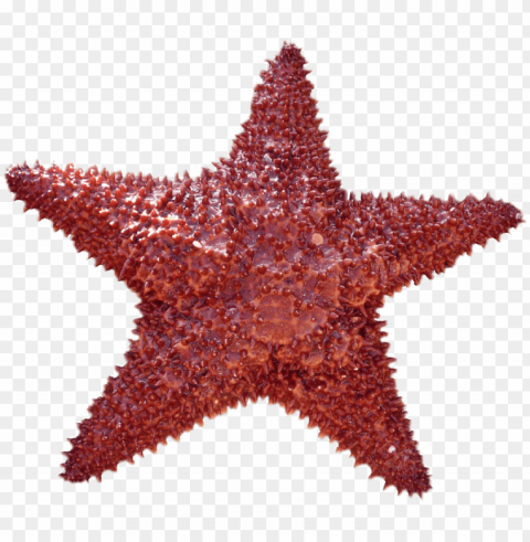 starfish Transparent Background PNG Isolated Element
