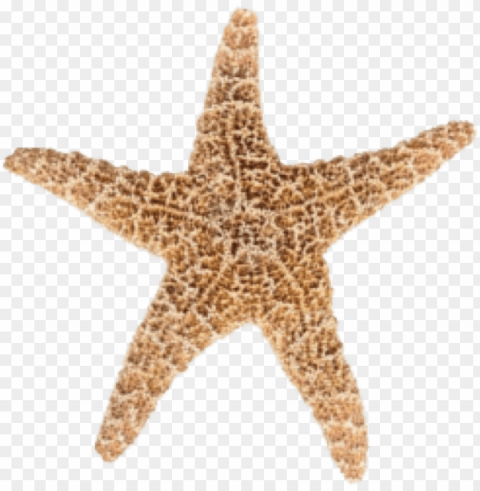starfish Transparent Background PNG Isolated Graphic