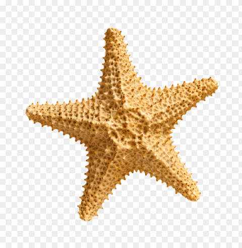 starfish Transparent Background PNG Isolated Icon
