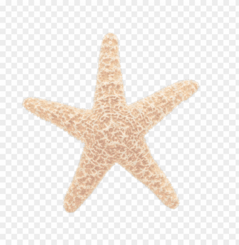 starfish Transparent Background PNG Isolated Illustration