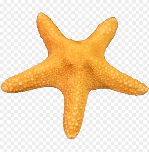 starfish Transparent Background PNG Isolated Item PNG transparent with Clear Background ID 7f9e9439