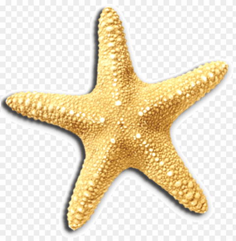 starfish Transparent Background PNG Isolated Pattern PNG transparent with Clear Background ID 3873c874