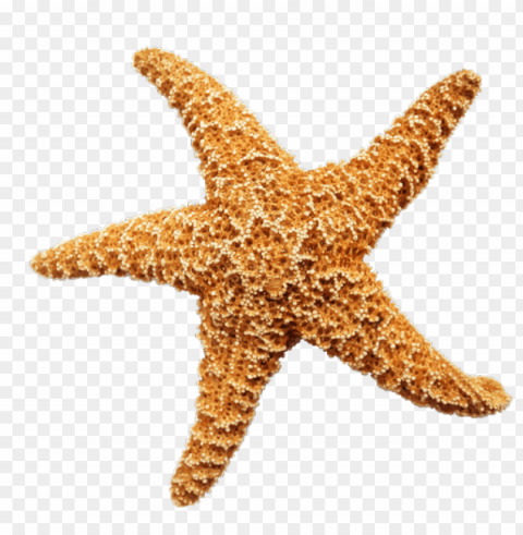 starfish Transparent Background PNG Isolation