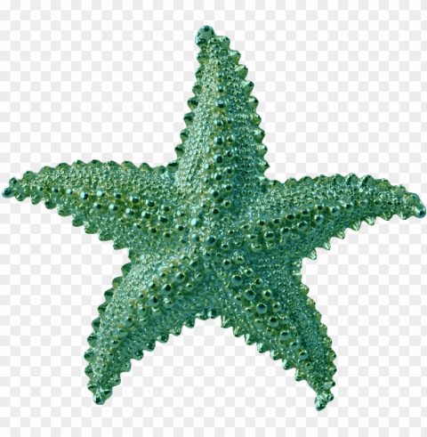 starfish Transparent background PNG photos