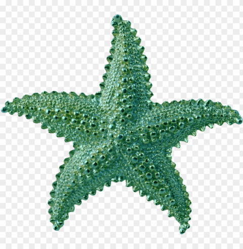 Starfish Transparent Background PNG Photos