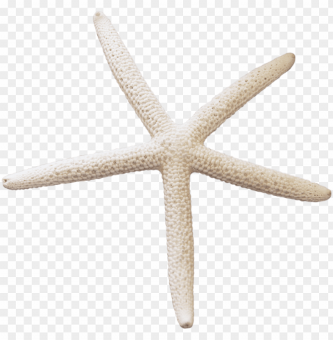 starfish Transparent background PNG stock PNG transparent with Clear Background ID d1c79eb6