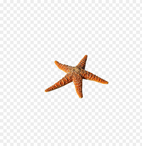 Starfish Transparent Cutout PNG Graphic Isolation