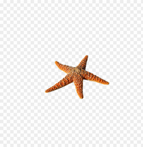 starfish Transparent Cutout PNG Graphic Isolation