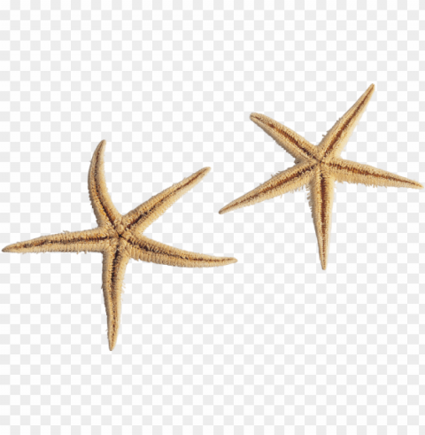 starfish Transparent Cutout PNG Isolated Element