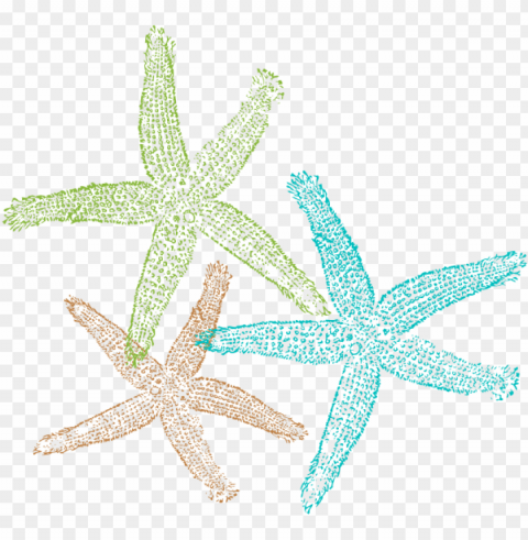 starfish png Transparent pics PNG transparent with Clear Background ID 510f8af4