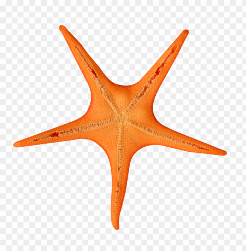 starfish Transparent picture PNG PNG transparent with Clear Background ID 1984c9d5