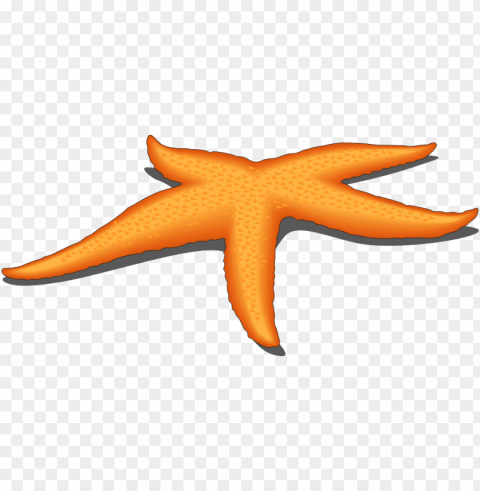 Starfish Transparent PNG Artwork With Isolated Subject
