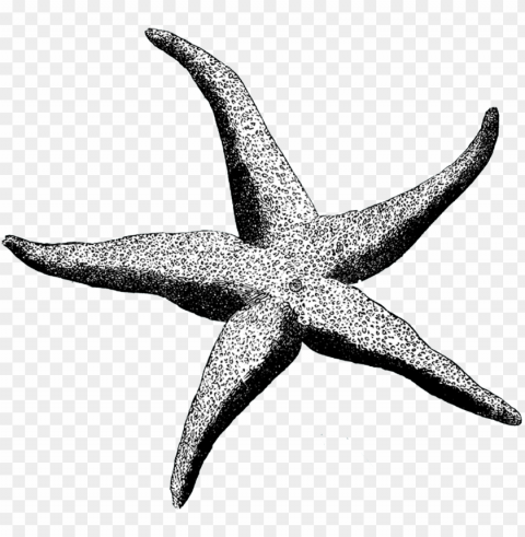 starfish Transparent PNG artworks for creativity PNG transparent with Clear Background ID d2ac0760