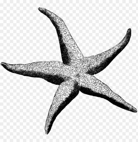 Starfish Transparent PNG Artworks For Creativity