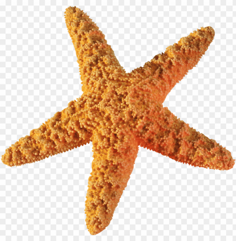 starfish Transparent PNG Graphic with Isolated Object