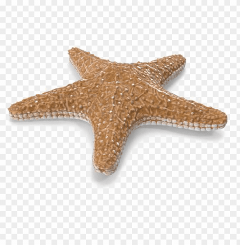 Starfish Image With Transparent Background - Starfish Free PNG Images With Alpha Channel Set