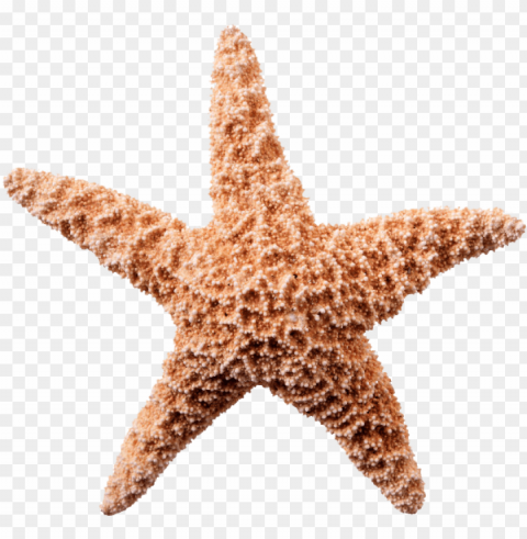 starfish white background PNG transparent design bundle