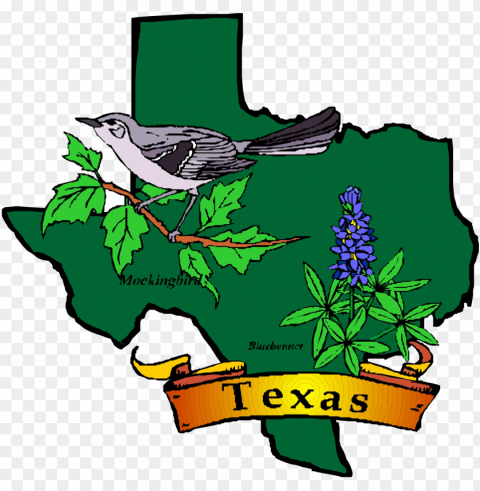 state flower and bird of texas PNG Image with Transparent Cutout