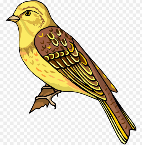 staying realistic bird clipart - clipart pictures of bird Isolated Character in Transparent Background PNG