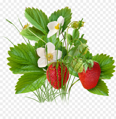 strawberry plant download - strawberry tree clipart PNG graphics with alpha channel pack